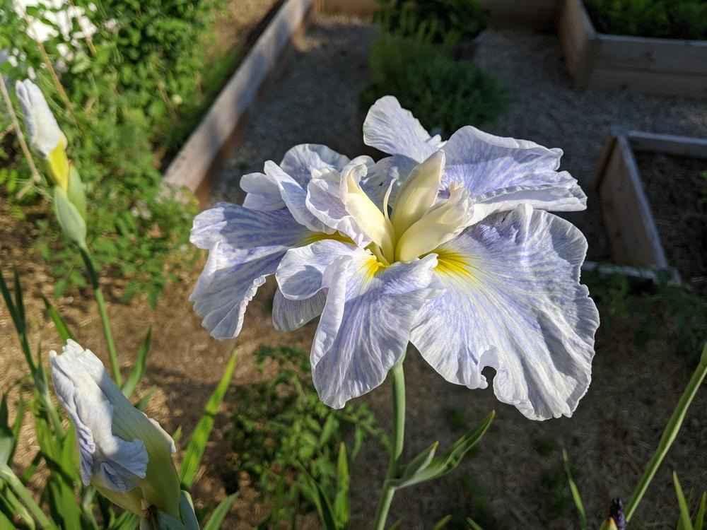 Photo of Japanese Iris (Iris ensata 'Bewitching Twilight') uploaded by Tienito