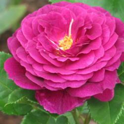 Location: charlottetown, pei, canada
Date: 2020-june 25
Rosa - EbbTide ,first bloom from new bush.