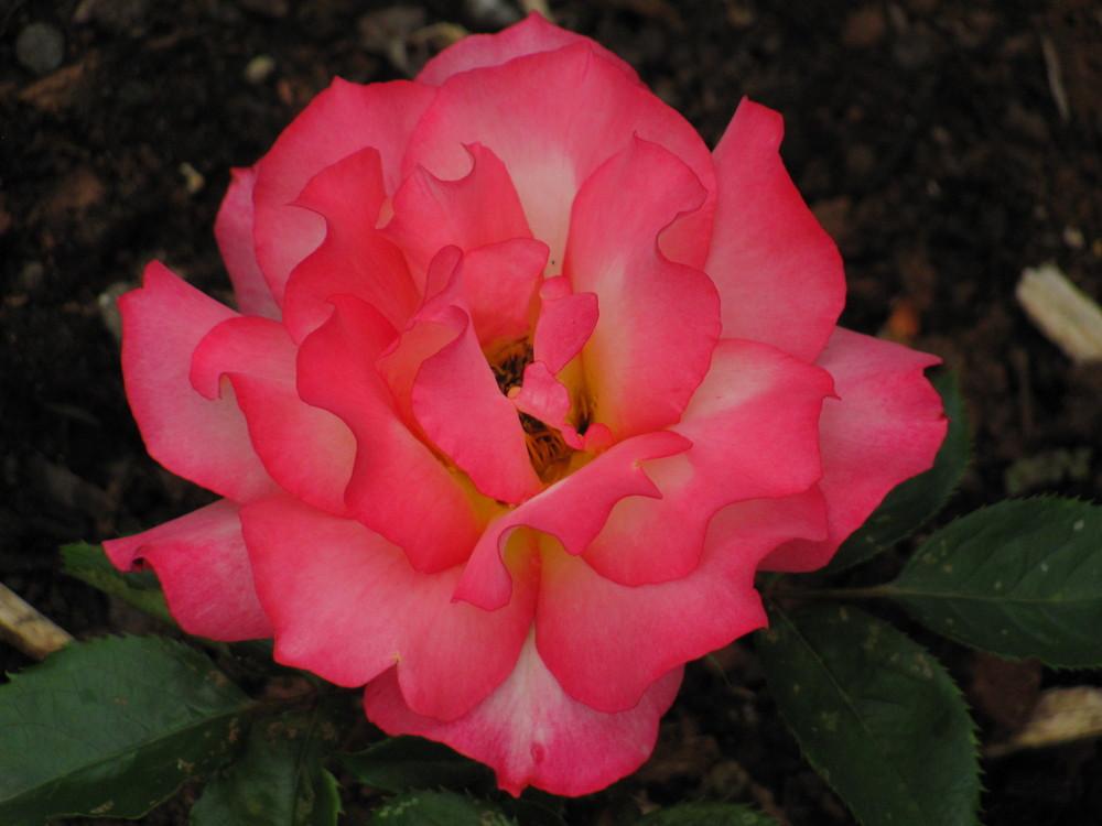 Photo of Rose (Rosa 'Rainbow Sorbet') uploaded by roseman2000