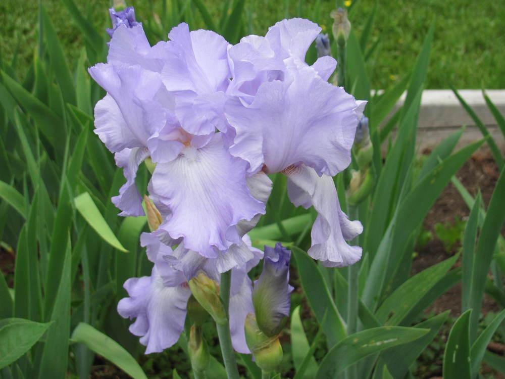 Photo of Tall Bearded Iris (Iris 'Mary Frances') uploaded by roseman2000