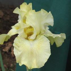 Location: charlottetown, pei, canada
Date: 2019- 06 -19
unknown iris ,lovely delicate light yellow ,fragrant