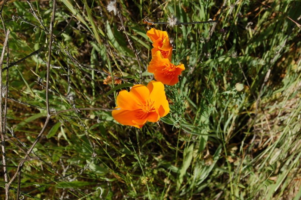Photo of California Poppy (Eschscholzia californica) uploaded by KFredenburg