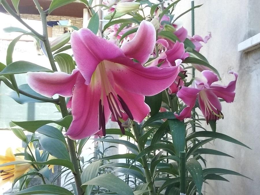 Photo of Lily (Lilium 'Robina') uploaded by Lucius93