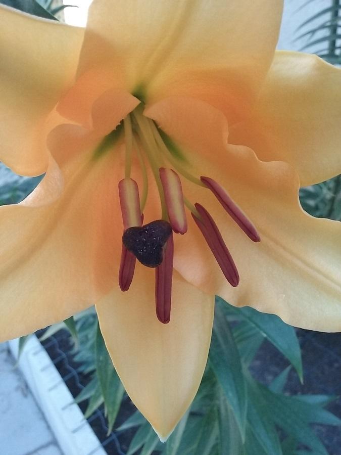 Photo of Lily (Lilium 'Corcovado') uploaded by Lucius93