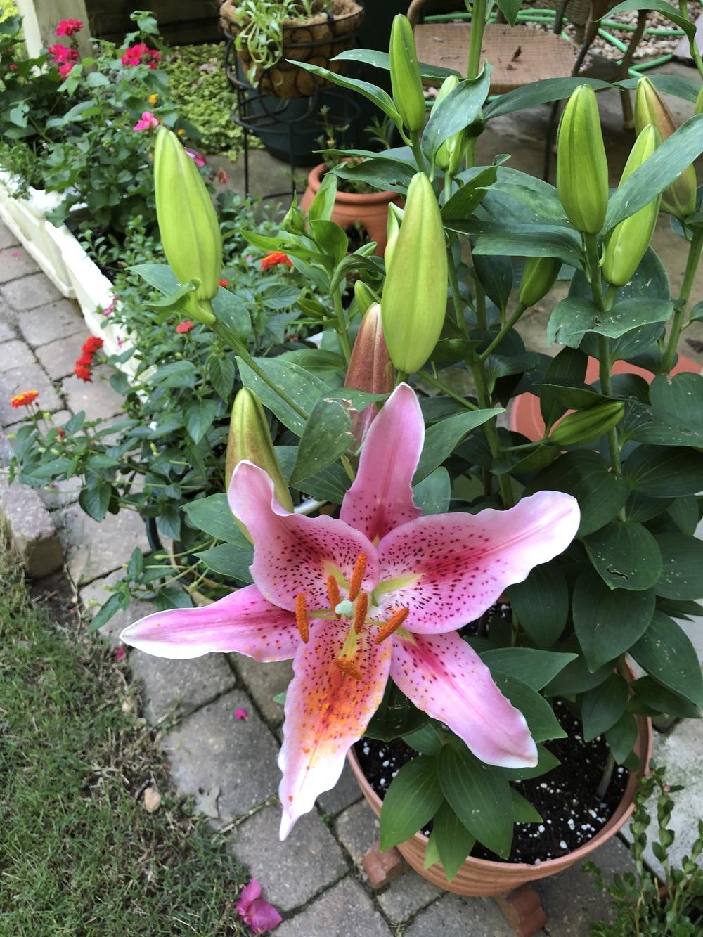 Photo of Oriental Lily (Lilium 'Star Gazer') uploaded by dgoddard