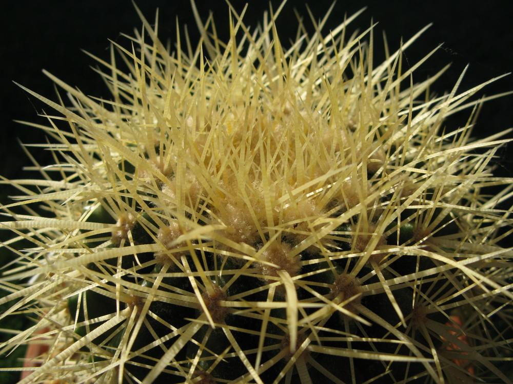 Photo of Golden Barrel Cactus (Kroenleinia grusonii) uploaded by ketsui73