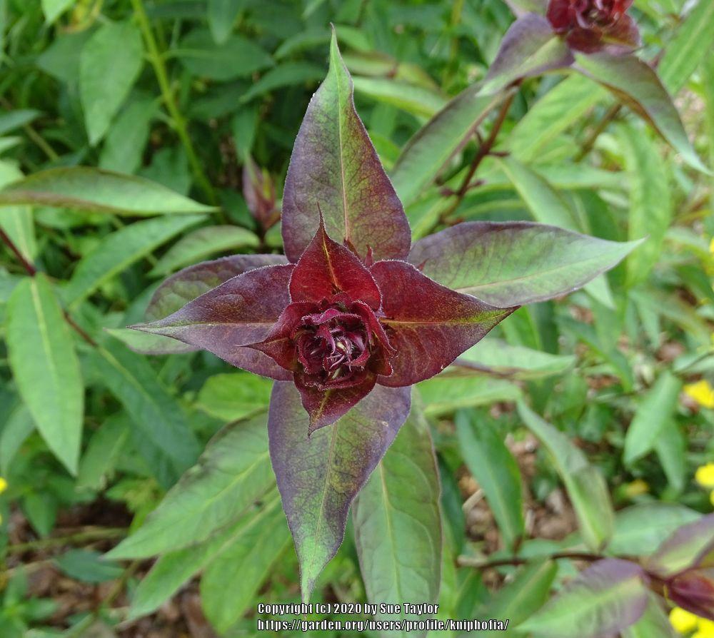 Photo of Garden Phlox (Phlox paniculata 'Blue Paradise') uploaded by kniphofia