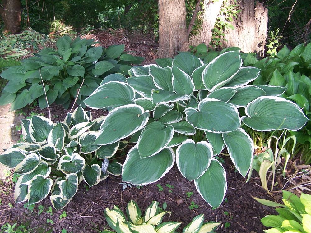 Photo of Hosta 'Frosted Jade' uploaded by petruske