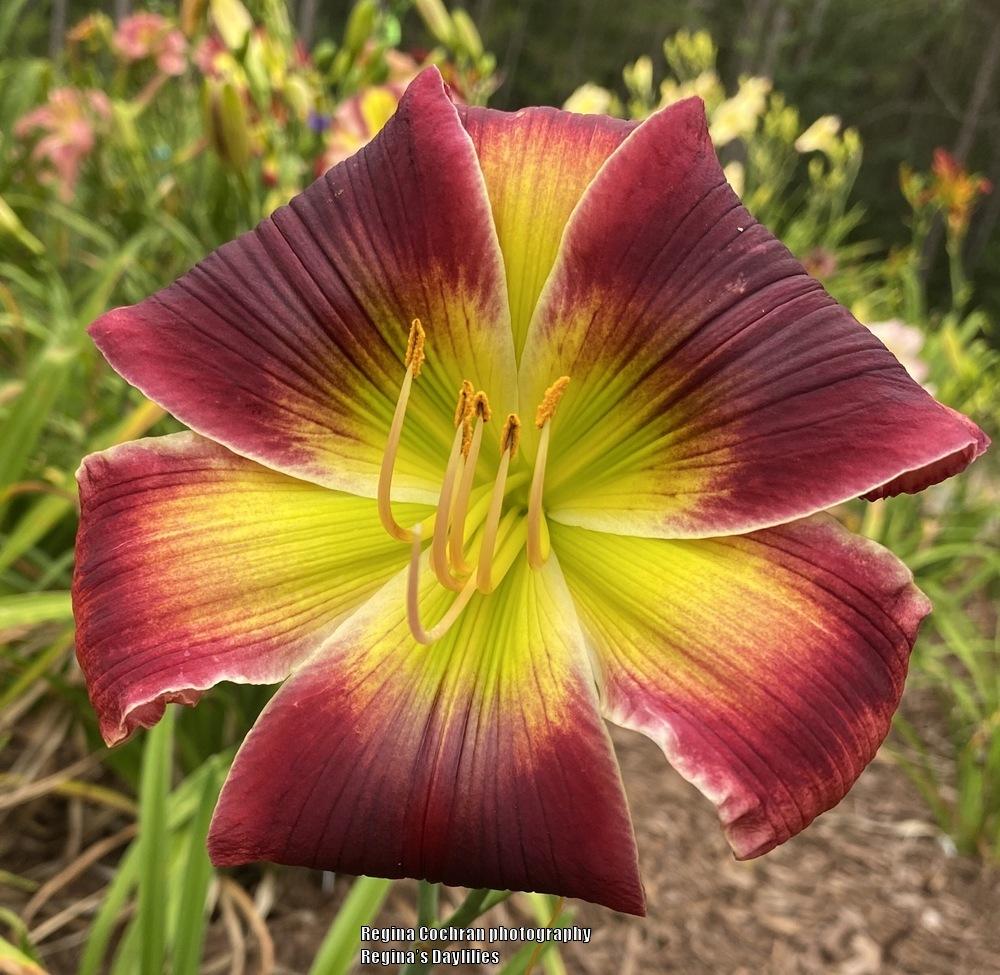 Photo of Daylily (Hemerocallis 'Waxen Splendor') uploaded by scflowers