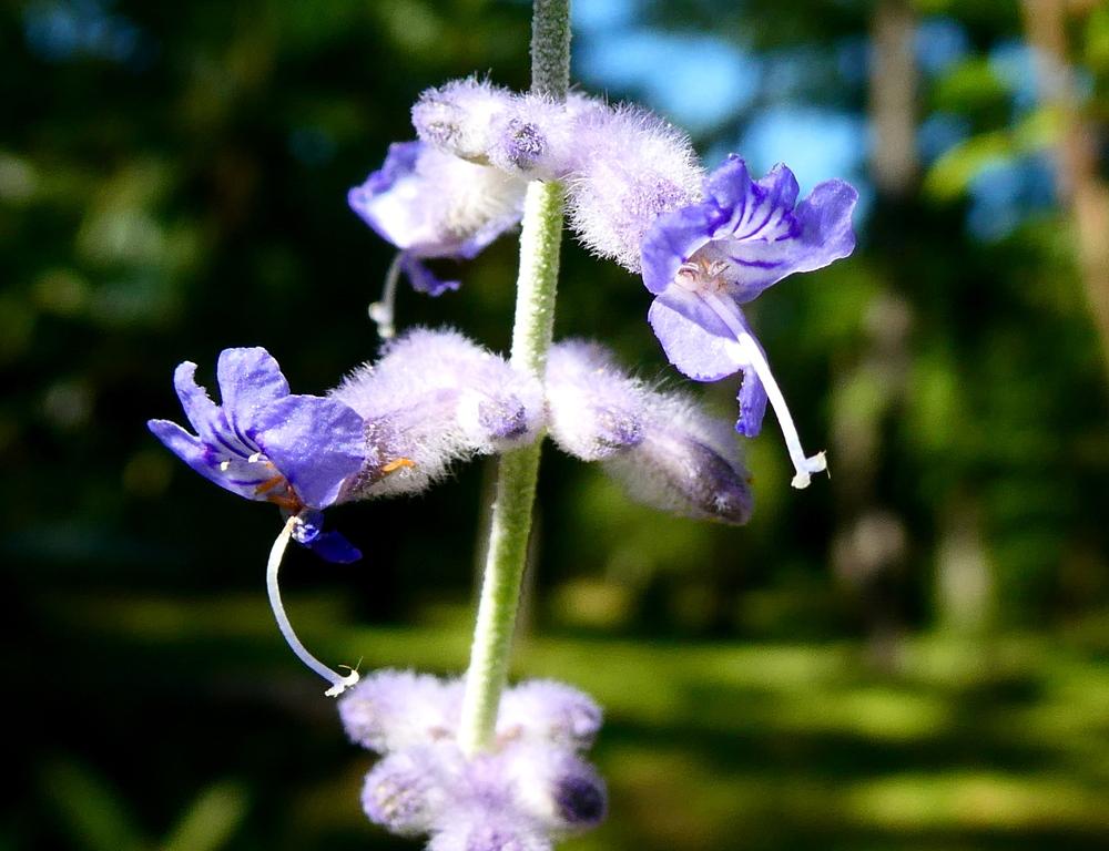 Photo of Russian Sage (Salvia yangii) uploaded by wildflowers