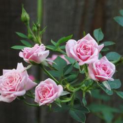 Location: Northern California, Zone 9b
Date: 2020-06-27
Flowers on this lovely little rose have a beautiful shape.