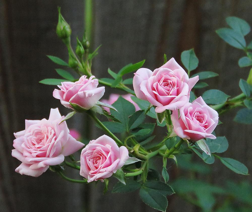 Photo of Rose (Rosa 'Jeanne Lajoie') uploaded by DebraZone9