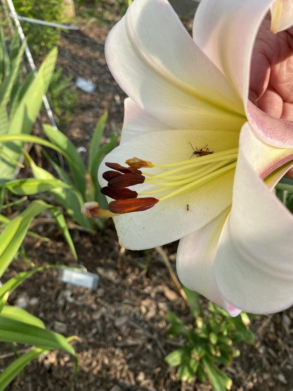 Photo of Lily (Lilium 'Eastern Moon') uploaded by Legalily