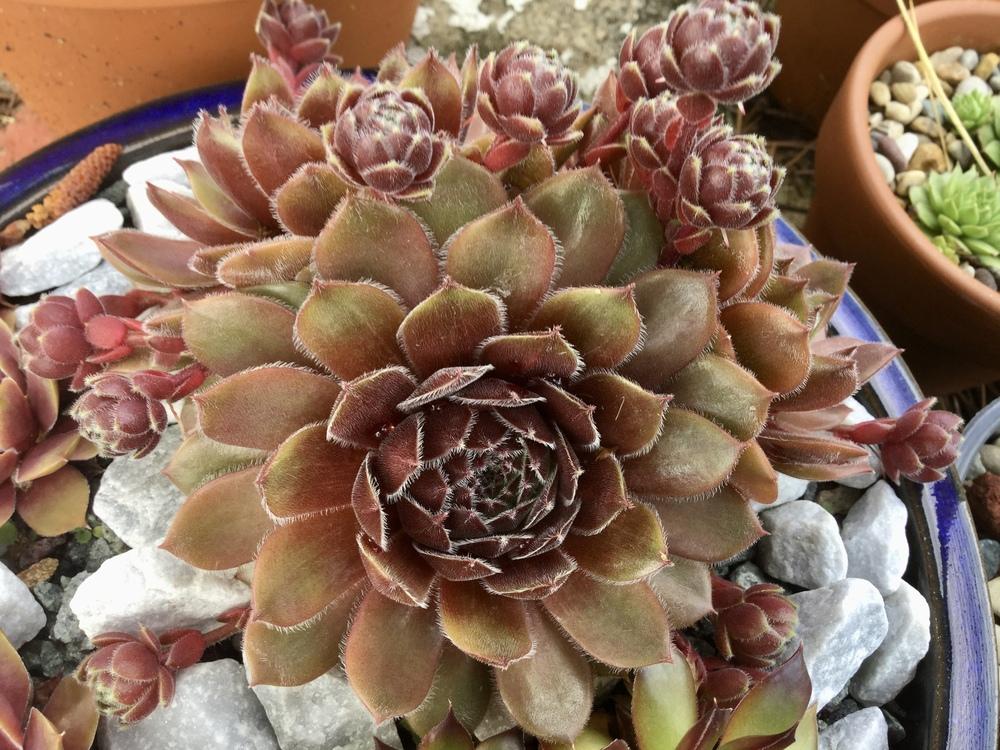 Photo of Hen and Chicks (Sempervivum 'Director Jacobs') uploaded by Sempervivoides