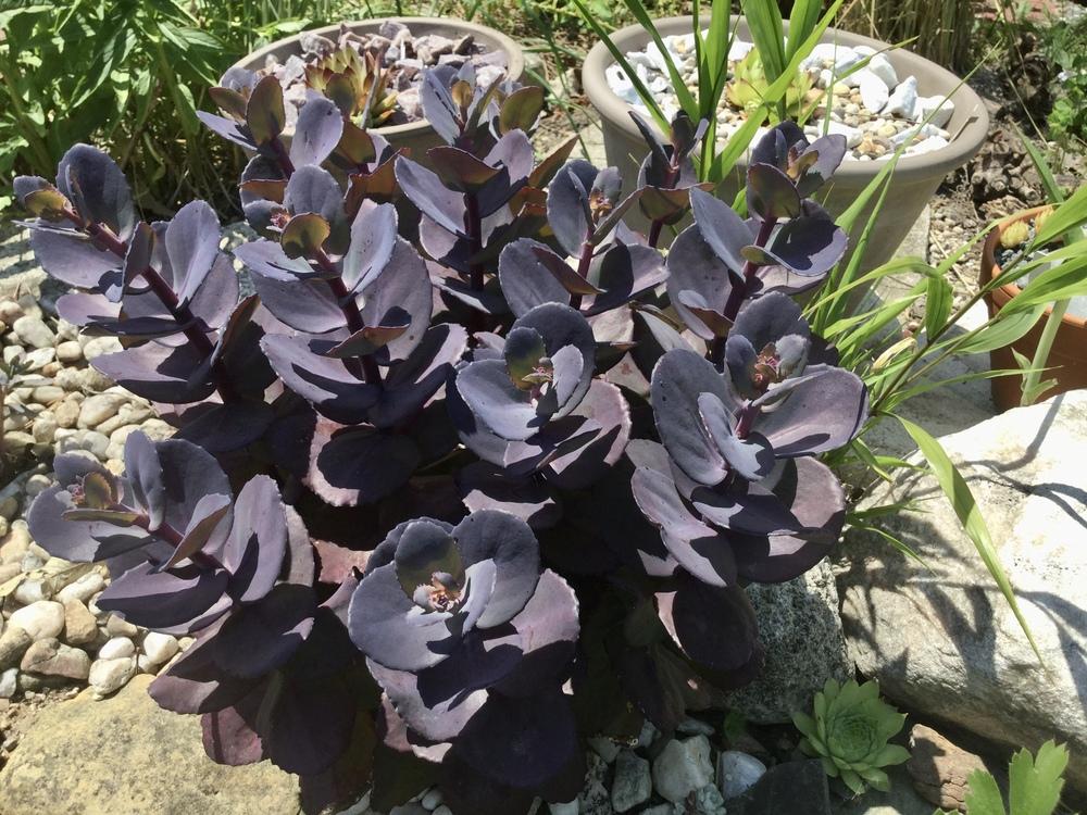 Photo of Stonecrop (Hylotelephium SunSparkler® Blue Pearl) uploaded by Sempervivoides