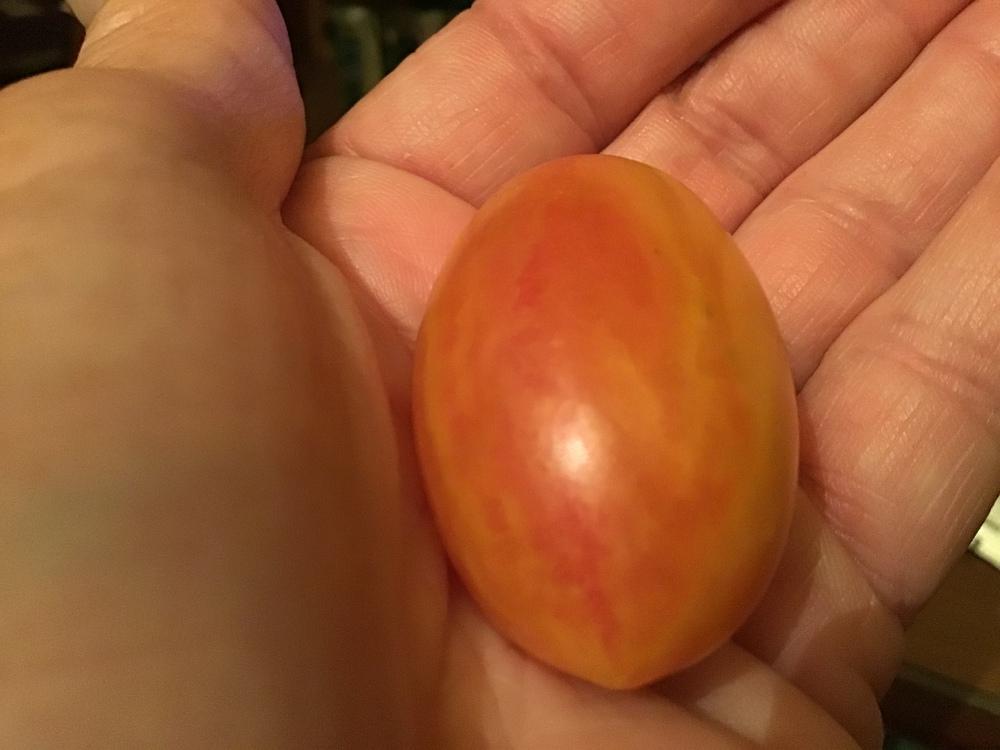 Photo of Tomato (Solanum lycopersicum 'Blush Tiger') uploaded by gardenfish