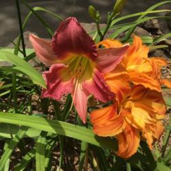 Location: Gardenfish garden 
Date: June 27 2020
A pretty NOID and double ditch lilies
