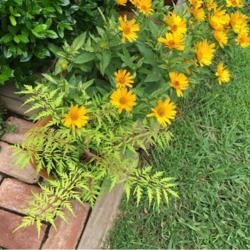Location: in my front garden
Date: summer, 2019
False Sunflower (Heliopsis helianthoides var. scabra Loraine Suns