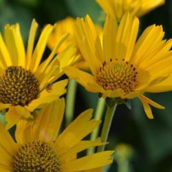 Location: in my front garden
Date: summer, 2019
False Sunflower (Heliopsis helianthoides var. scabra Loraine Suns