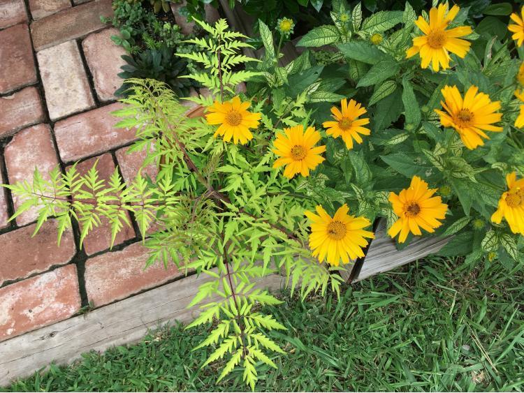 Photo of False Sunflower (Heliopsis helianthoides var. scabra Loraine Sunshine) uploaded by jathton