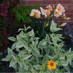 Location: in my front garden
Date:  False Sunflower (Heliopsis helianthoides var. scabra Loraine Sunshine)
False Sunflower (Heliopsis helianthoides var. scabra Loraine Suns