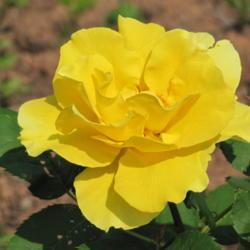 Location: charlottetown, pei, canada
Date: 2020-june 24 
Rosa- Midas Touch,first bloom on a new bush.
