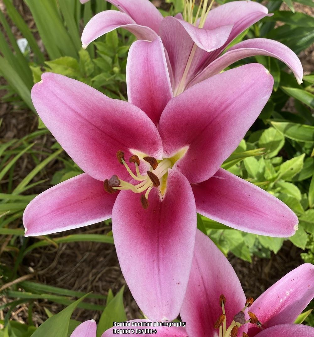 Photo of Lily (Lilium 'Dalian') uploaded by scflowers