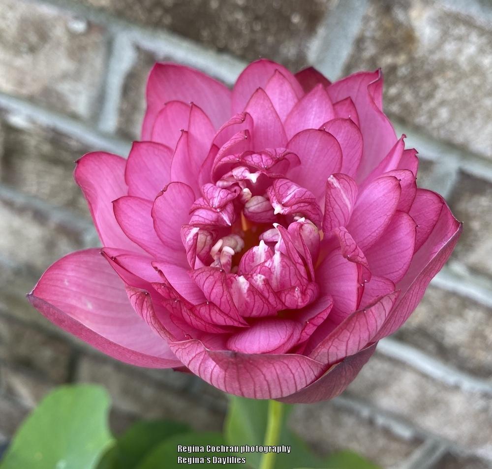 Photo of Lotuses (Nelumbo) uploaded by scflowers