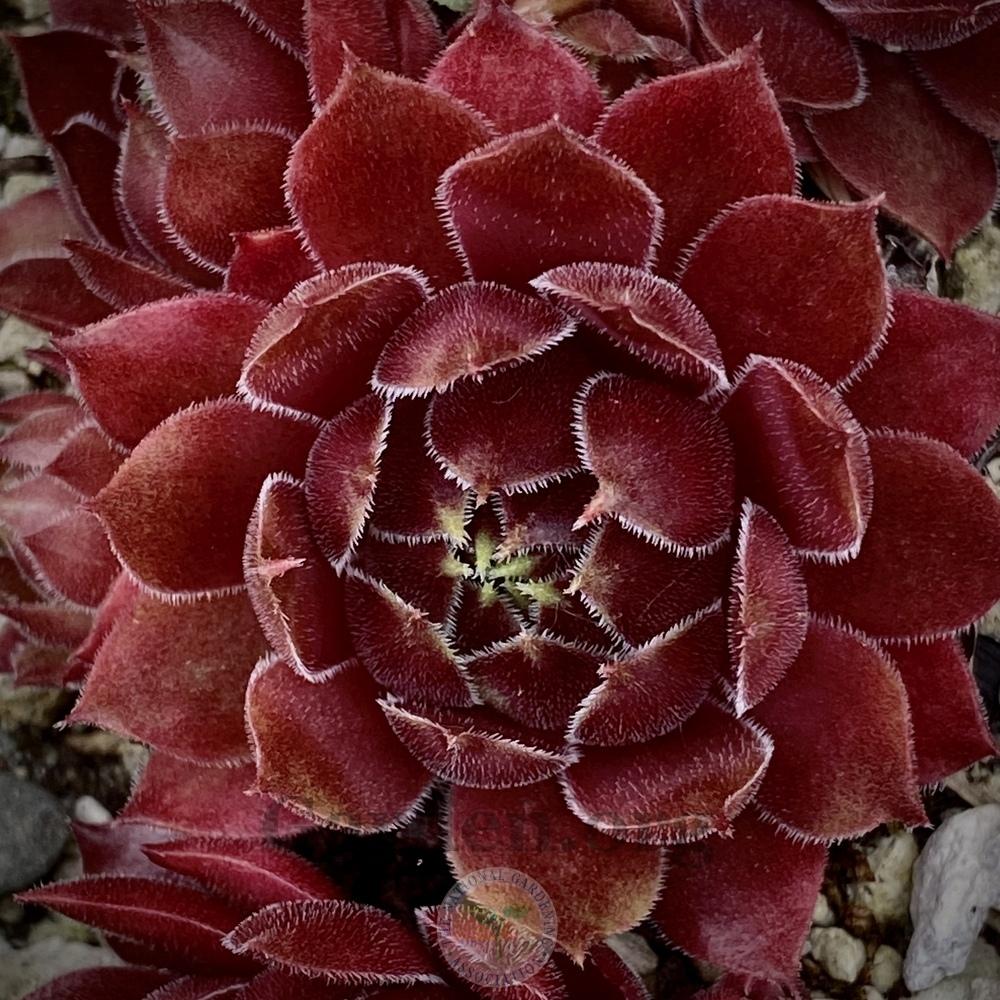 Photo of Hen and Chicks (Sempervivum 'Bloody Mary') uploaded by springcolor
