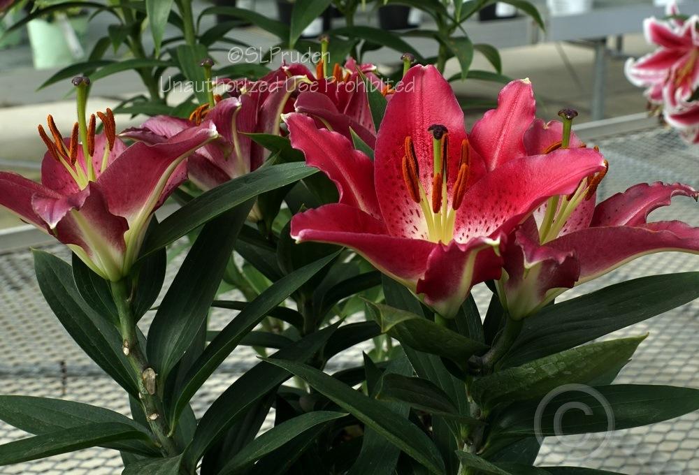 Photo of Lily (Lilium 'Entertainer') uploaded by DaylilySLP
