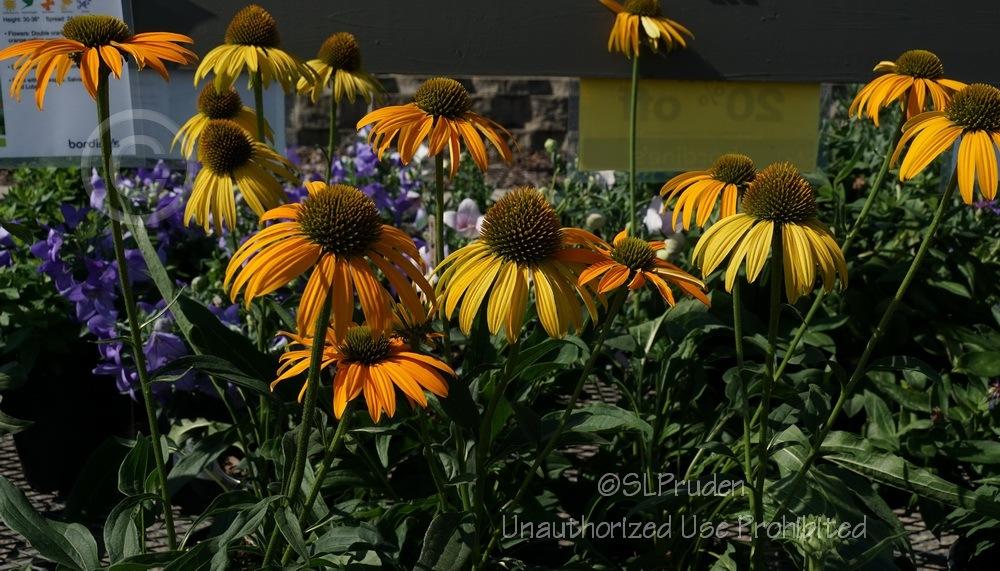 Photo of Coneflower (Echinacea 'Now Cheesier') uploaded by DaylilySLP