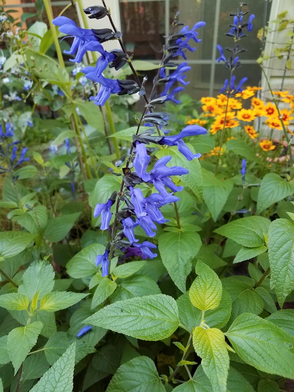 Photo of Anise-Scented Sage (Salvia coerulea 'Black and Blue') uploaded by Gerris2