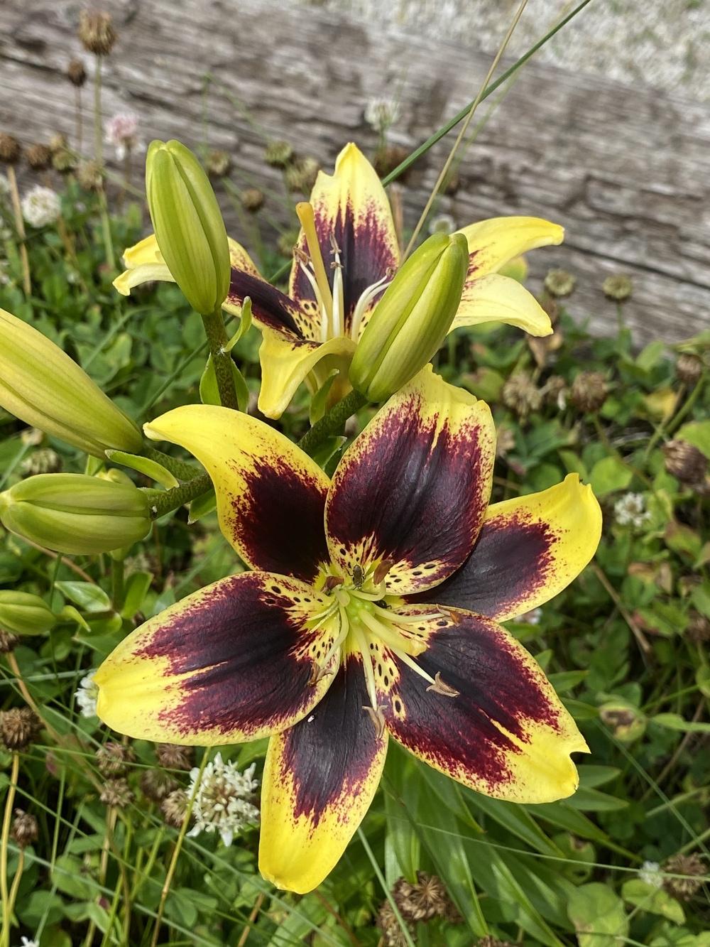 Photo of Lily (Lilium 'Pieton') uploaded by Legalily