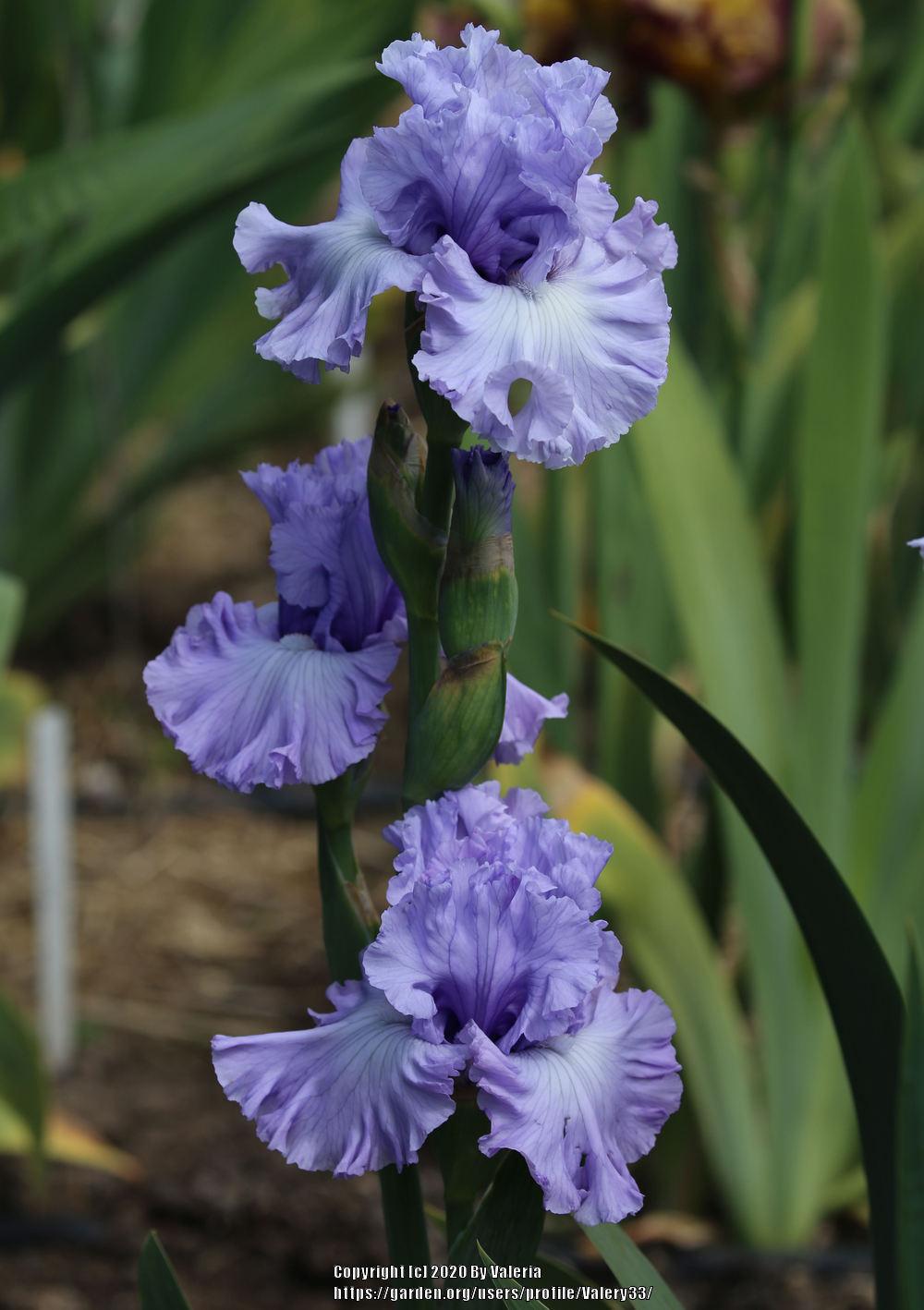Photo of Tall Bearded Iris (Iris 'Uptown Lady') uploaded by Valery33