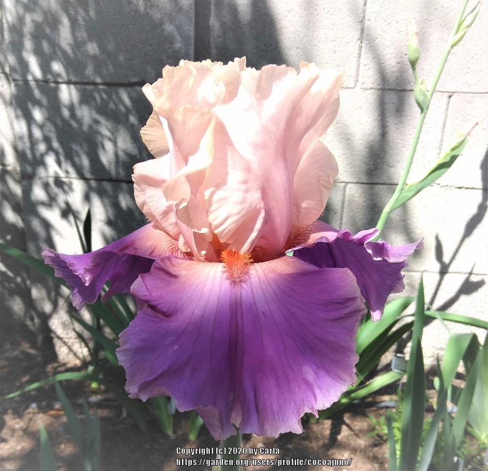 Photo of Tall Bearded Iris (Iris 'Discovered Treasure') uploaded by cocoajuno