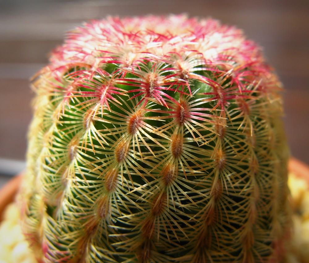 Photo of Arizona Ruby Rainbow Hedgehog Cactus (Echinocereus rigidissimus subsp. rubispinus) uploaded by ketsui73