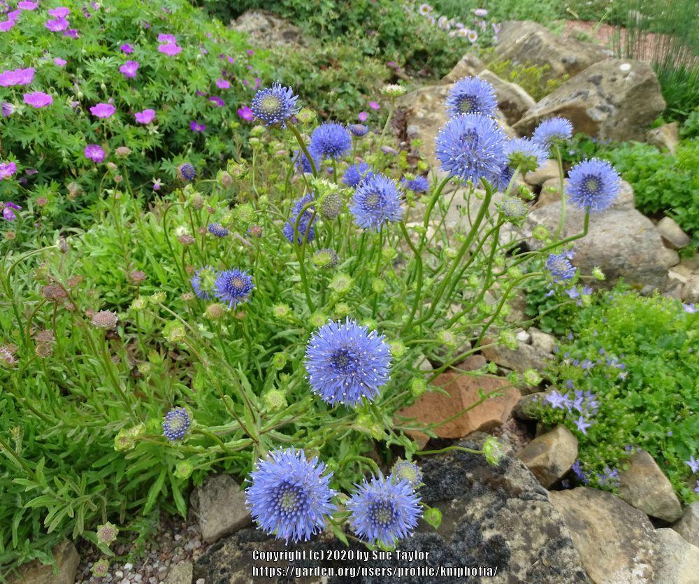 Photo of Sheep's Bit Scabious (Jasione laevis) uploaded by kniphofia