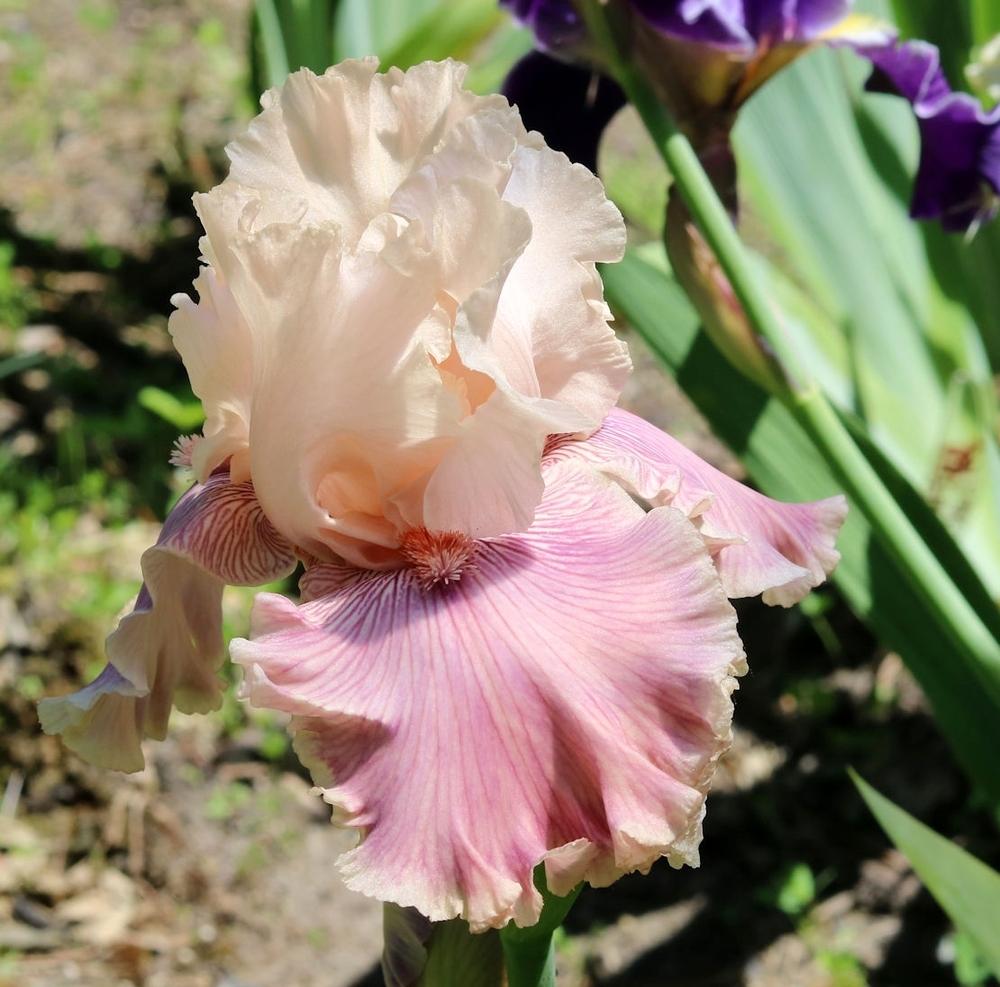 Photo of Tall Bearded Iris (Iris 'Cross My Heart') uploaded by MShadow