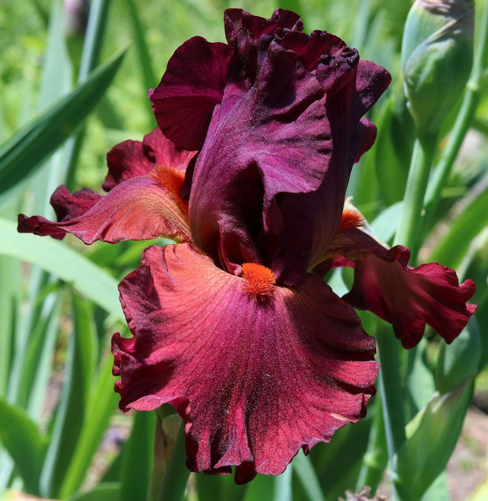 Photo of Tall Bearded Iris (Iris 'Catch the Fever') uploaded by MShadow