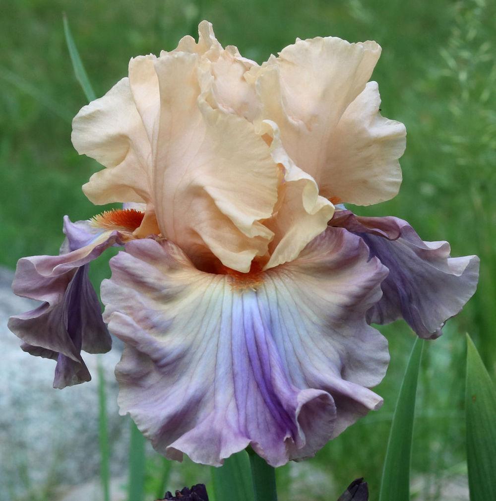 Photo of Tall Bearded Iris (Iris 'Gossamer Veil') uploaded by MShadow