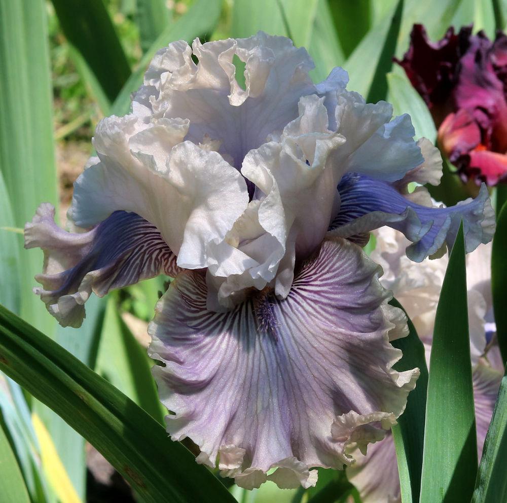 Photo of Tall Bearded Iris (Iris 'Haunted Heart') uploaded by MShadow