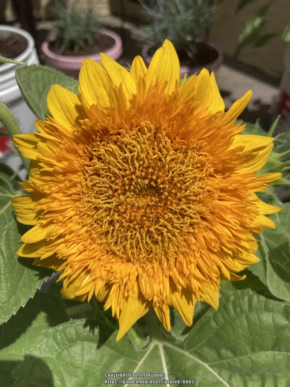 Photo of Dwarf Sunflower (Helianthus annuus 'Teddy Bear') uploaded by bubs