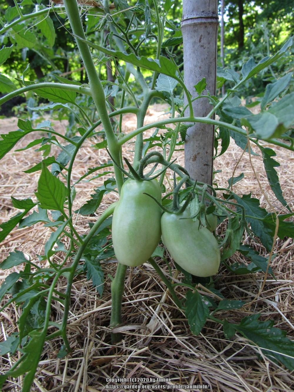Photo of Tomato (Solanum lycopersicum 'Roman Candle') uploaded by janinilulu