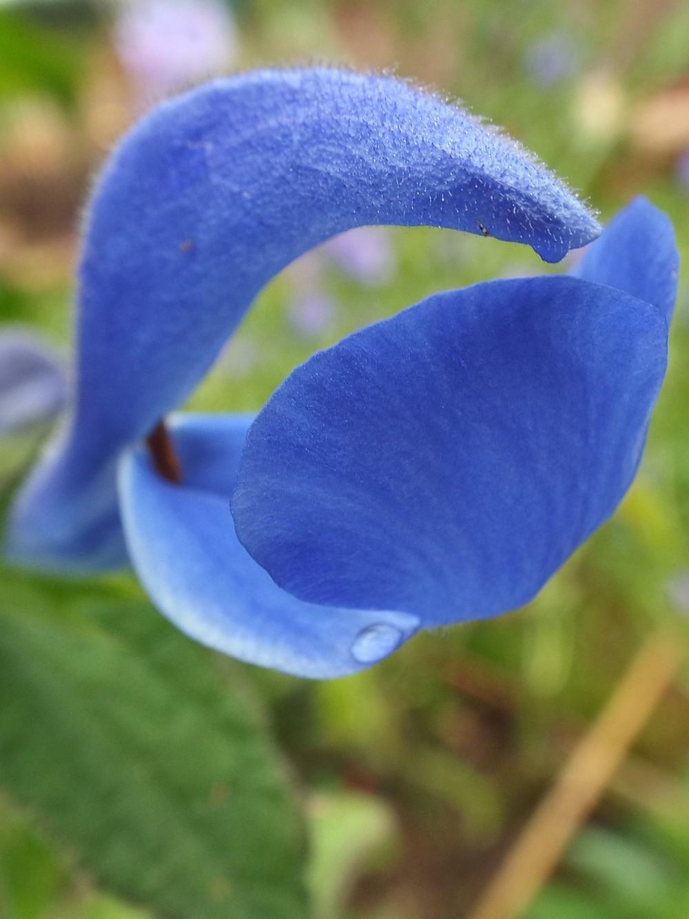 Photo of Salvia (Salvia patens 'Blue Angel') uploaded by poisondartfrog