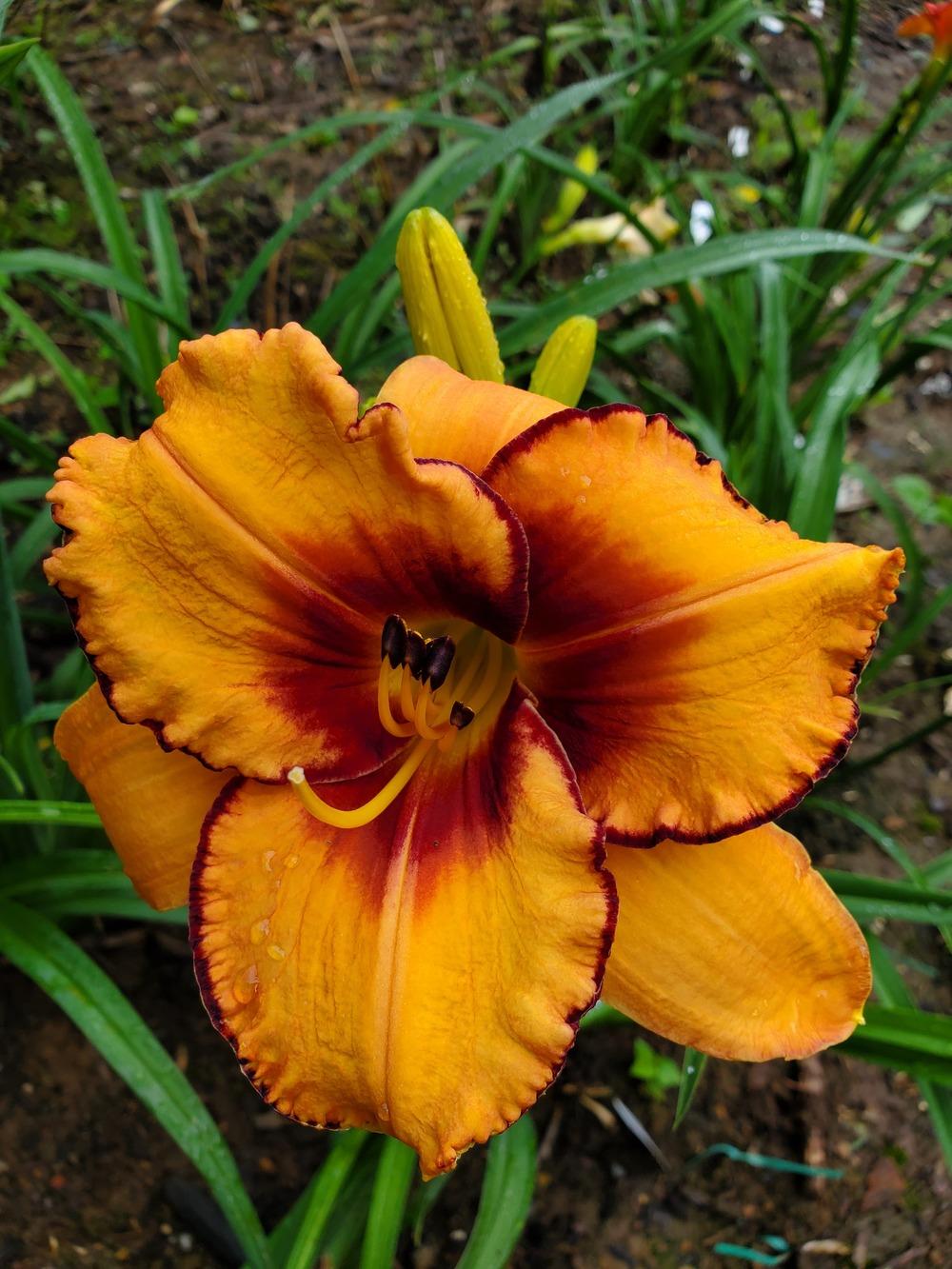 Photo of Daylily (Hemerocallis 'All American Tiger') uploaded by KyDeltaD