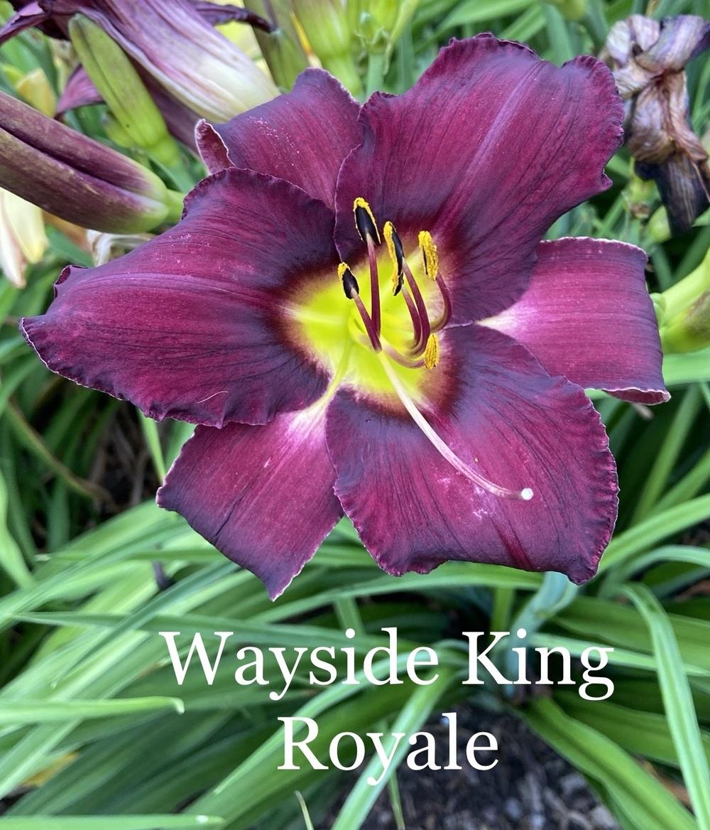 Photo of Daylily (Hemerocallis 'Wayside King Royale') uploaded by amberjewel