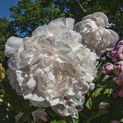 Location: Peony Garden at Nichols Arboretum, Ann Arbor, Michigan
Date: 2019-06-21
Only tiny hints of red streaks show in this bloom.  Note, the pin