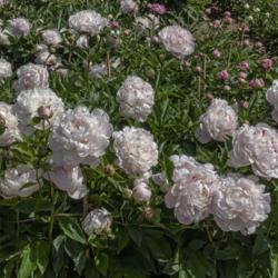 Location: Peony Garden at Nichols Arboretum, Ann Arbor, Michigan
Date: 2019-06-12
One of two mature plants of Nick Shaylor in the collection.  It's