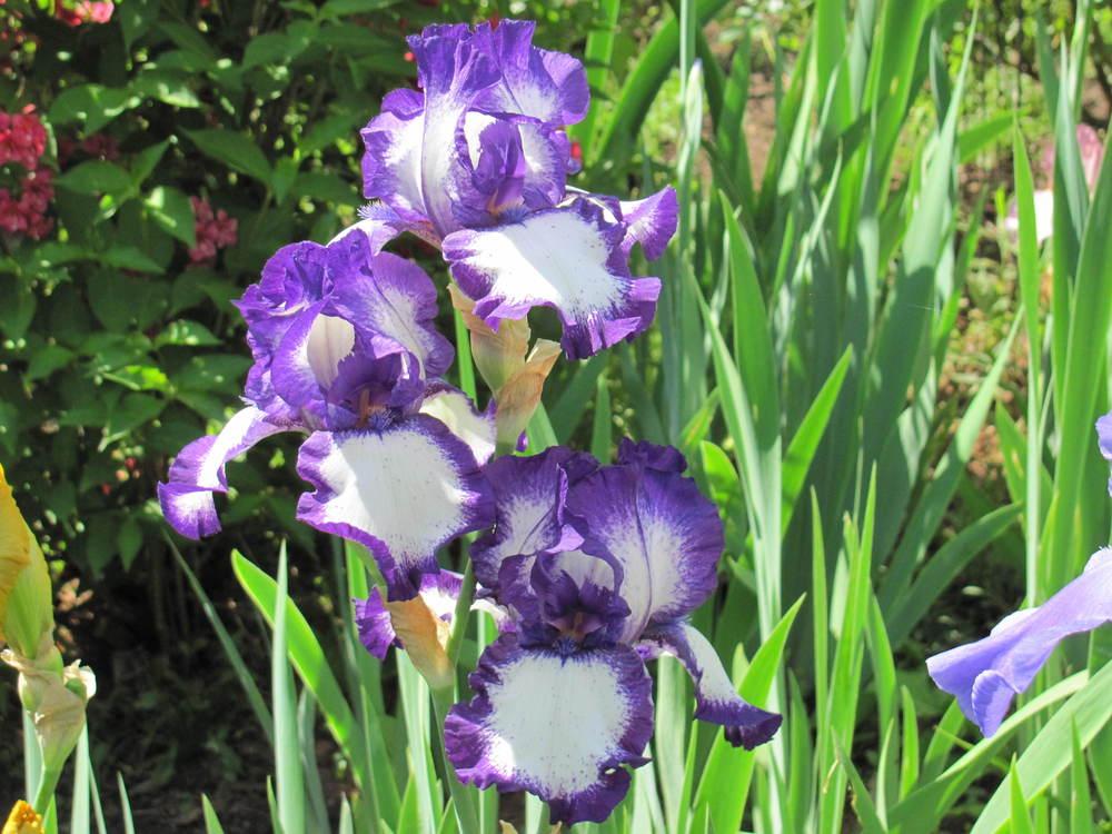 Photo of Tall Bearded Iris (Iris 'Stepping Out') uploaded by roseman2000