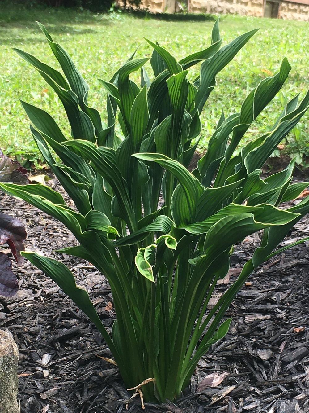 Photo of Hosta 'Praying Hands' uploaded by Humbolt